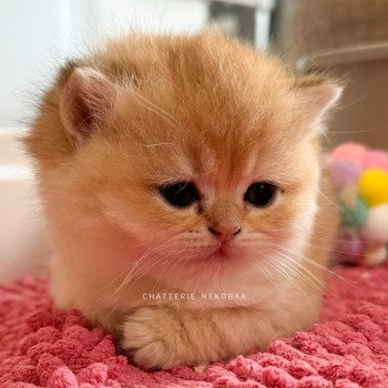 chaton British Shorthair black golden shaded Fukiko (clair) Chatterie Nekobaa chaton British Shorthair black golden shaded Fukiko (clair) Chatterie Nekobaa