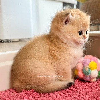 chaton British Shorthair black golden shaded Fukiko (clair) Chatterie Nekobaa chaton British Shorthair black golden shaded Fukiko (clair) Chatterie Nekobaa