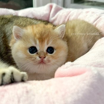 chaton British Shorthair black golden shaded Fukiko (clair) Chatterie Nekobaa chaton British Shorthair black golden shaded Fukiko (clair) Chatterie Nekobaa