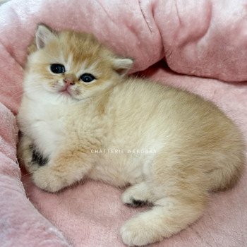 chaton British Shorthair black golden shaded Fukiko (clair) Chatterie Nekobaa chaton British Shorthair black golden shaded Fukiko (clair) Chatterie Nekobaa