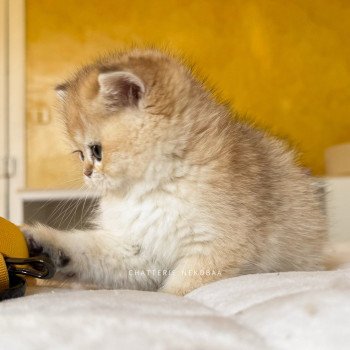 chaton British Shorthair black golden shaded Fukiko Chatterie Nekobaa chaton British Shorthair black golden shaded Fukiko Chatterie Nekobaa