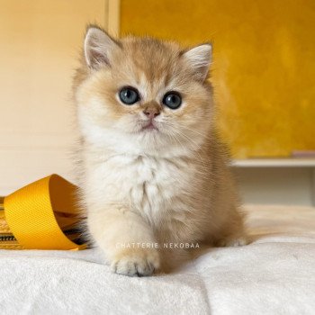 chaton British Shorthair black golden shaded Fukiko Chatterie Nekobaa chaton British Shorthair black golden shaded Fukiko Chatterie Nekobaa