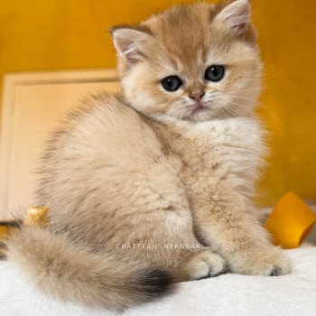 chaton British Shorthair black golden shaded Fukiko Chatterie Nekobaa chaton British Shorthair black golden shaded Fukiko Chatterie Nekobaa