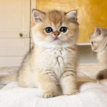 chaton British Shorthair black golden shaded Fukiko Chatterie Nekobaa chaton British Shorthair black golden shaded Fukiko Chatterie Nekobaa