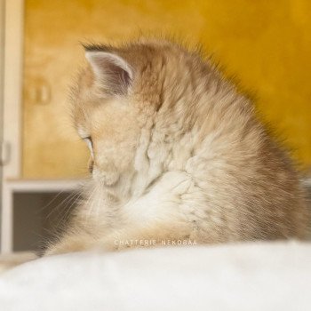 chaton British Shorthair black golden shaded Fukiko Chatterie Nekobaa chaton British Shorthair black golden shaded Fukiko Chatterie Nekobaa