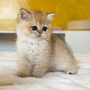 chaton British Shorthair black golden shaded Fukiko Chatterie Nekobaa chaton British Shorthair black golden shaded Fukiko Chatterie Nekobaa