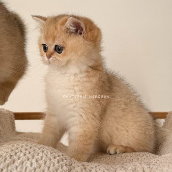 chat British Shorthair black golden shaded Fukiko Chatterie Nekobaa chat British Shorthair black golden shaded Fukiko Chatterie Nekobaa