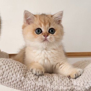 chat British Shorthair black golden shaded Fukiko Chatterie Nekobaa chat British Shorthair black golden shaded Fukiko Chatterie Nekobaa