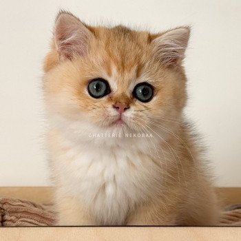 chat British Shorthair black golden shaded Fukiko Chatterie Nekobaa chat British Shorthair black golden shaded Fukiko Chatterie Nekobaa