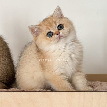 chat British Shorthair black golden shaded Fukiko Chatterie Nekobaa chat British Shorthair black golden shaded Fukiko Chatterie Nekobaa