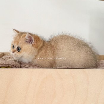 chat British Shorthair black golden shaded Fukiko Chatterie Nekobaa chat British Shorthair black golden shaded Fukiko Chatterie Nekobaa