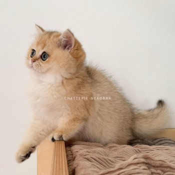 chat British Shorthair black golden shaded Fukiko Chatterie Nekobaa chat British Shorthair black golden shaded Fukiko Chatterie Nekobaa