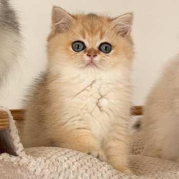 chat British Shorthair black golden shaded Fukiko Chatterie Nekobaa chat British Shorthair black golden shaded Fukiko Chatterie Nekobaa