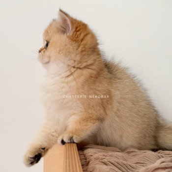chat British Shorthair black golden shaded Fukiko Chatterie Nekobaa chat British Shorthair black golden shaded Fukiko Chatterie Nekobaa