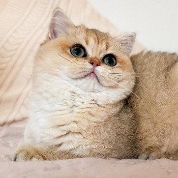 chat British Shorthair black golden shaded Brioche Chatterie Nekobaa chat British Shorthair black golden shaded Brioche Chatterie Nekobaa