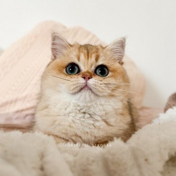 chat British Shorthair black golden shaded Brioche Chatterie Nekobaa chat British Shorthair black golden shaded Brioche Chatterie Nekobaa