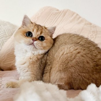 chat British Shorthair black golden shaded Brioche Chatterie Nekobaa chat British Shorthair black golden shaded Brioche Chatterie Nekobaa