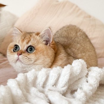 chat British Shorthair black golden shaded Brioche Chatterie Nekobaa chat British Shorthair black golden shaded Brioche Chatterie Nekobaa