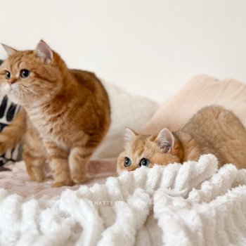 chat British Shorthair black golden shaded Brioche Chatterie Nekobaa chat British Shorthair black golden shaded Brioche Chatterie Nekobaa