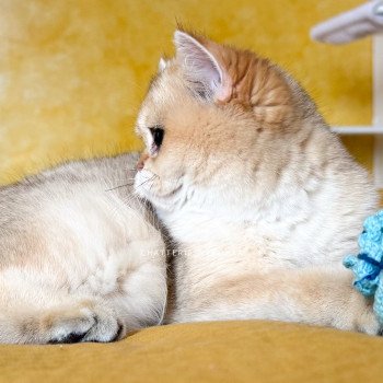 chat British Shorthair black golden shaded Brioche Chatterie Nekobaa chat British Shorthair black golden shaded Brioche Chatterie Nekobaa
