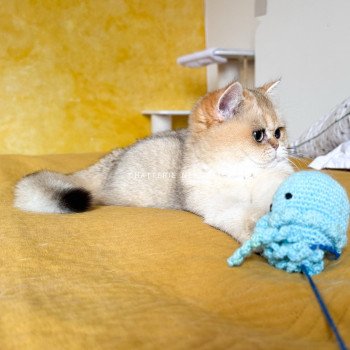 chat British Shorthair black golden shaded Brioche Chatterie Nekobaa chat British Shorthair black golden shaded Brioche Chatterie Nekobaa