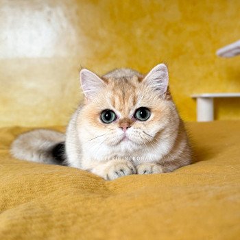chat British Shorthair black golden shaded Brioche Chatterie Nekobaa chat British Shorthair black golden shaded Brioche Chatterie Nekobaa