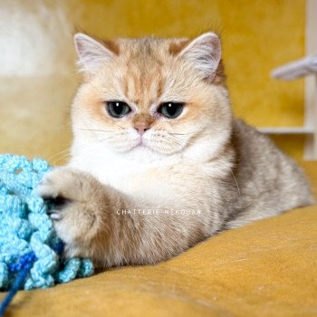 chat British Shorthair black golden shaded Brioche Chatterie Nekobaa chat British Shorthair black golden shaded Brioche Chatterie Nekobaa