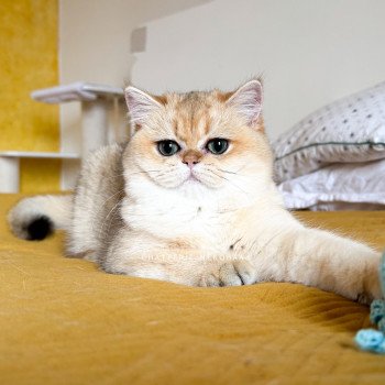 chat British Shorthair black golden shaded Brioche Chatterie Nekobaa chat British Shorthair black golden shaded Brioche Chatterie Nekobaa