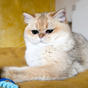chat British Shorthair black golden shaded Brioche Chatterie Nekobaa chat British Shorthair black golden shaded Brioche Chatterie Nekobaa