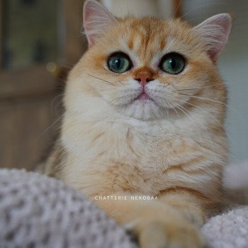 Brioche Femelle British Shorthair