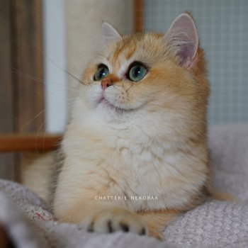 chat British Shorthair black golden shaded Brioche Chatterie Nekobaa chat British Shorthair black golden shaded Brioche Chatterie Nekobaa