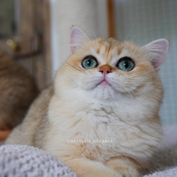 chat British Shorthair black golden shaded Brioche Chatterie Nekobaa chat British Shorthair black golden shaded Brioche Chatterie Nekobaa