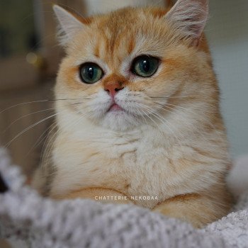 chat British Shorthair black golden shaded Brioche Chatterie Nekobaa chat British Shorthair black golden shaded Brioche Chatterie Nekobaa