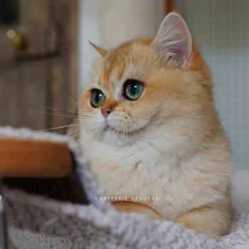 chat British Shorthair black golden shaded Brioche Chatterie Nekobaa chat British Shorthair black golden shaded Brioche Chatterie Nekobaa