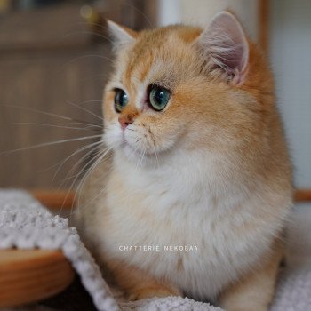 chat British Shorthair black golden shaded Brioche Chatterie Nekobaa chat British Shorthair black golden shaded Brioche Chatterie Nekobaa