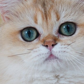 chat British Shorthair black golden shaded Brioche Chatterie Nekobaa chat British Shorthair black golden shaded Brioche Chatterie Nekobaa