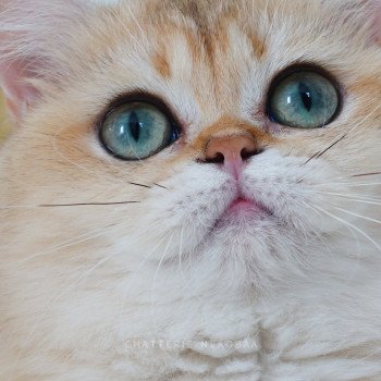 chat British Shorthair black golden shaded Brioche Chatterie Nekobaa chat British Shorthair black golden shaded Brioche Chatterie Nekobaa