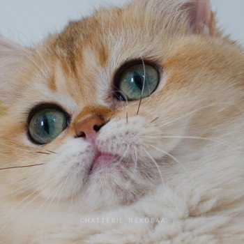chat British Shorthair black golden shaded Brioche Chatterie Nekobaa chat British Shorthair black golden shaded Brioche Chatterie Nekobaa