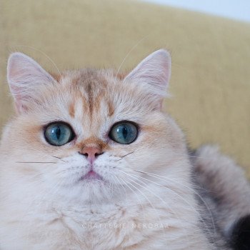 chat British Shorthair black golden shaded Brioche Chatterie Nekobaa chat British Shorthair black golden shaded Brioche Chatterie Nekobaa