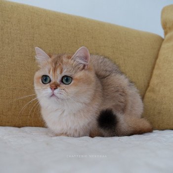chat British Shorthair black golden shaded Brioche Chatterie Nekobaa chat British Shorthair black golden shaded Brioche Chatterie Nekobaa