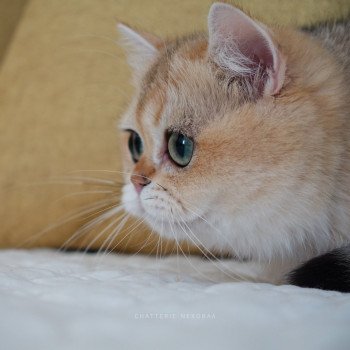 chat British Shorthair black golden shaded Brioche Chatterie Nekobaa chat British Shorthair black golden shaded Brioche Chatterie Nekobaa