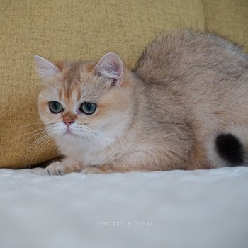 chat British Shorthair black golden shaded Brioche Chatterie Nekobaa chat British Shorthair black golden shaded Brioche Chatterie Nekobaa