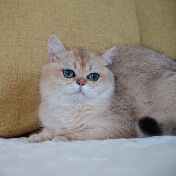 chat British Shorthair black golden shaded Brioche Chatterie Nekobaa chat British Shorthair black golden shaded Brioche Chatterie Nekobaa