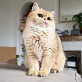 chat British Shorthair black golden shaded Brioche Chatterie Nekobaa