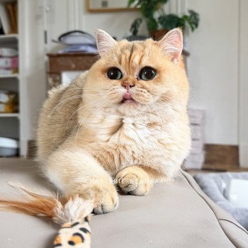 chat British Shorthair black golden shaded Brioche Chatterie Nekobaa
