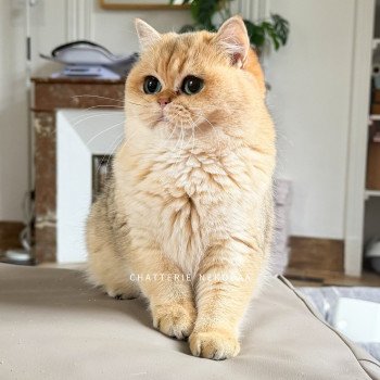 chat British Shorthair black golden shaded Brioche Chatterie Nekobaa