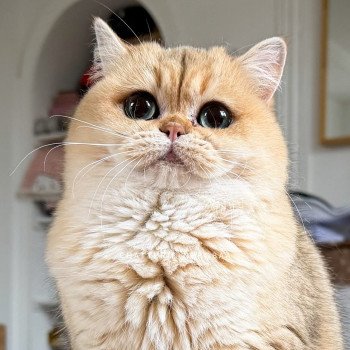 chat British Shorthair black golden shaded Brioche Chatterie Nekobaa