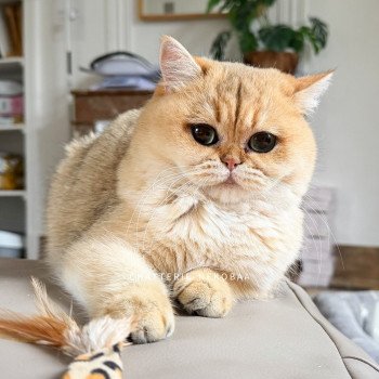 Brioche Femelle British Shorthair