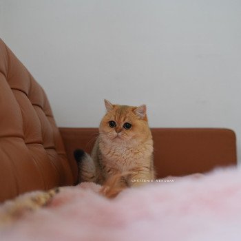 chat British Shorthair black golden shaded Brioche Chatterie Nekobaa