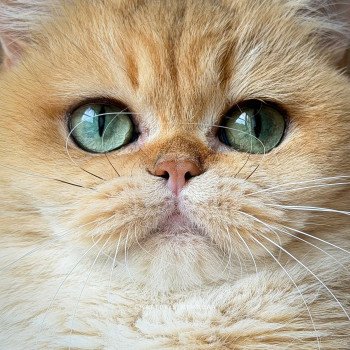 chat British Shorthair black golden shaded Brioche Chatterie Nekobaa